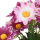Künstlicher Margeriten Blumenstrauss ca.54cm