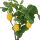 Künstlicher Obstbaum im Topf ca.58cm