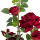 Künstliche Rosen-Strauchpflanze ca.95cm